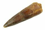 Fossil Spinosaurus Tooth - Real Dinosaur Tooth #351567-1